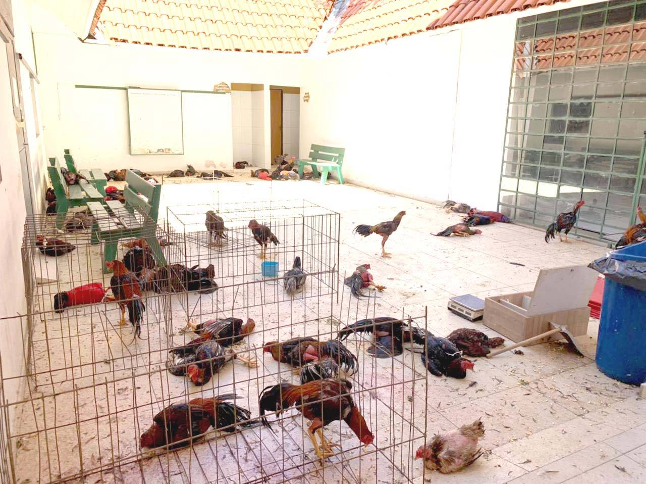 Hotel de galos mostra que as rinhas são crimes praticados por gente rica em Teresina